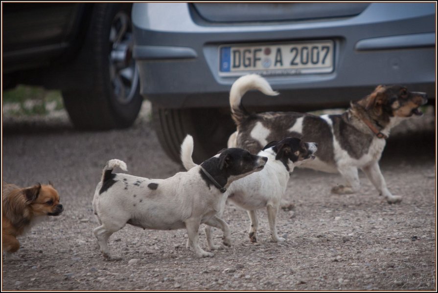 Asbach Fohlenshow 2014 006